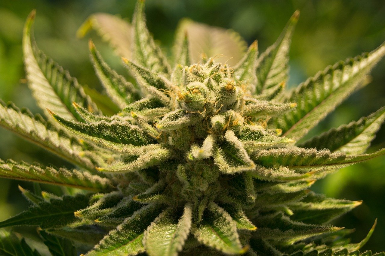 hemp-bud-flower.jpg